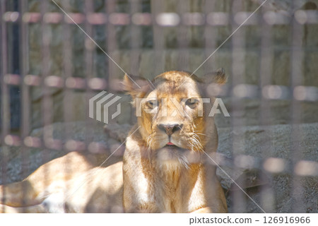 A lioness sunbathing at the zoo 126916966