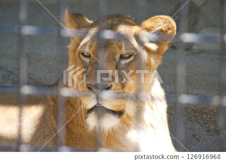 動物園裡曬日光浴的母獅 動物園裡曬日光浴的母獅 126916968