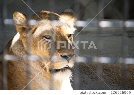 動物園裡曬日光浴的母獅 動物園裡曬日光浴的母獅 126916969