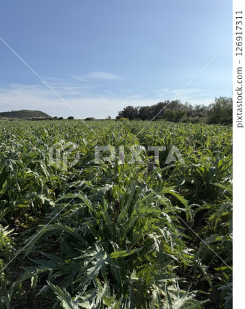 Agricultural field planted with artichoke. Mediterranean agriculture. 126917311