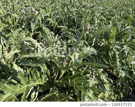 Agricultural field planted with artichoke. Mediterranean agriculture. Agricultural field planted with artichoke. Mediterranean agriculture. 126917315