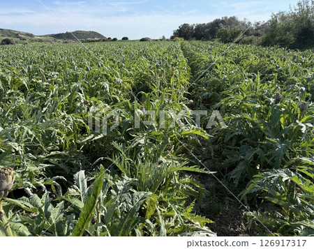 Agricultural field planted with artichoke. Mediterranean agriculture. 126917317