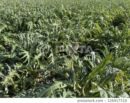 Agricultural field planted with artichoke. Mediterranean agriculture. 126917318