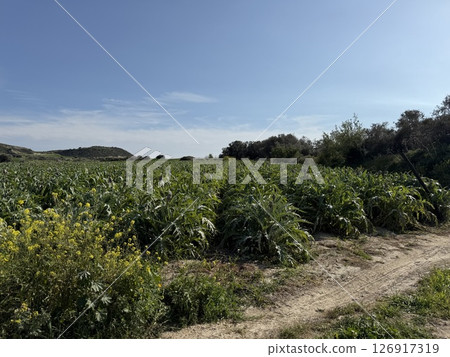 Agricultural field planted with artichoke. Mediterranean agriculture. Agricultural field planted with artichoke. Mediterranean agriculture. 126917319