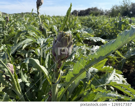 Agricultural field planted with artichoke. Mediterranean agriculture. Agricultural field planted with artichoke. Mediterranean agriculture. 126917387