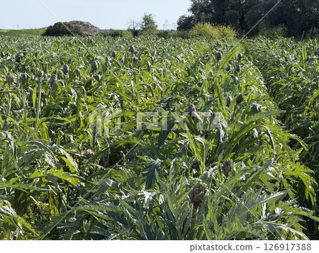 Agricultural field planted with artichoke. Mediterranean agriculture. 126917388