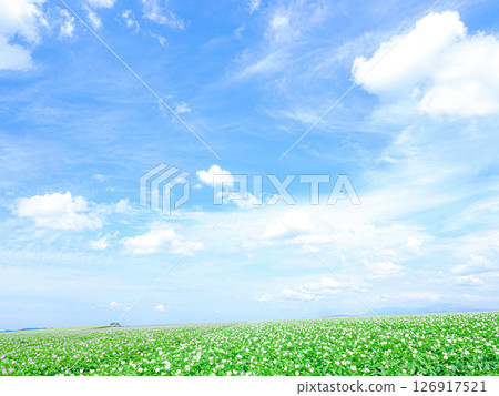 Blooming potato fields in Biei, Hokkaido, in the refreshing summer Blooming potato fields in Biei, Hokkaido, in the refreshing summer 126917521
