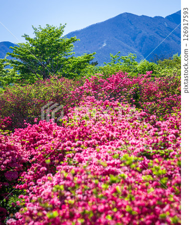 Yawata Azalea Community, Nasu Town, Tochigi Prefecture Yawata Azalea Community, Nasu Town, Tochigi Prefecture 126917593