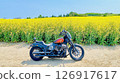 一輛摩托車駛過油菜花田 126917617