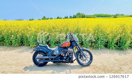 A motorcycle running through a rapeseed flower field A motorcycle running through a rapeseed flower field 126917617