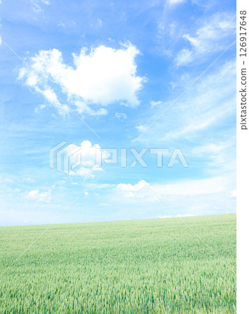 A refreshing summer view of wheat fields in the hills of Biei, Hokkaido 126917648