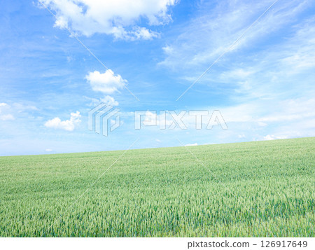 A refreshing summer view of wheat fields in the hills of Biei, Hokkaido 126917649