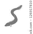 鰻魚圖 鰻魚圖 126917810