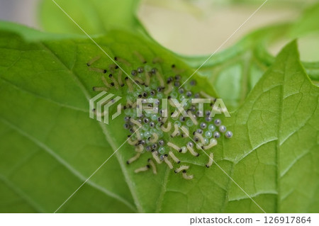 Insect eggs and larvae laid on the underside of bitter melon leaves 126917864