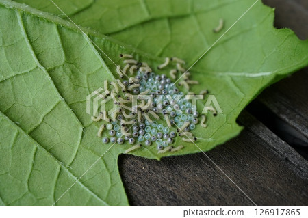 Insect eggs and larvae laid on the underside of bitter melon leaves 126917865