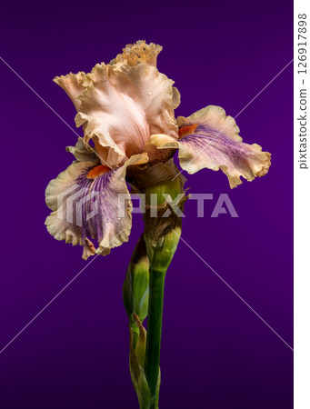 Soft Elegance of a Peach and Purple Bearded Iris on Royal Purple 126917898