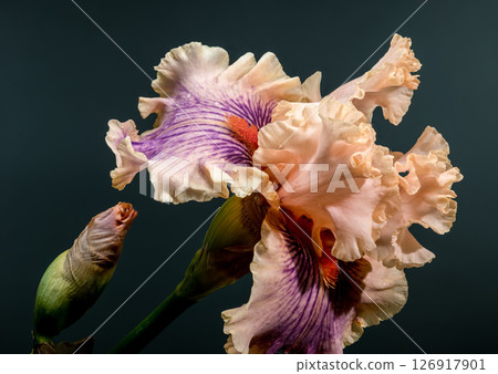 Regal Peach and Purple Iris with Bud on Dark Background 126917901