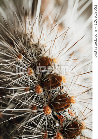Caterpillar of a Black Spot Moth 126918052