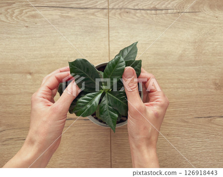 Woman's hands rubbing leaves of coffee tree in pot on table at home. Top view. Home plants concept. Woman's hands rubbing leaves of coffee tree in pot on table at home. Top view. Home plants concept. 126918443