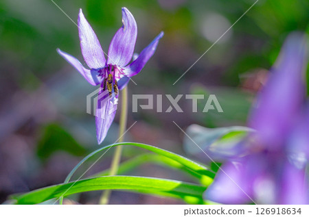 栃木縣佐野市萬葉卡塔栗村 126918634