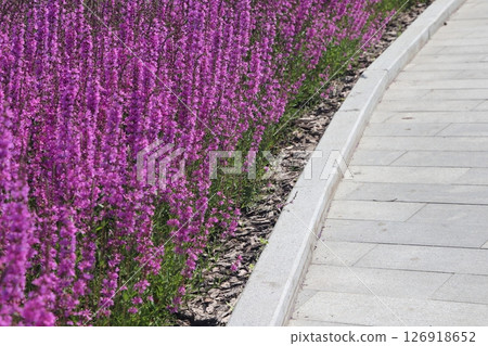 Common sage blooms along park paths, Salvia officinalis. Common sage. Derbennik loosestrife. 126918652