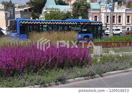 Common sage blooms along park paths, Salvia officinalis. Common sage. Derbennik loosestrife. 126918653
