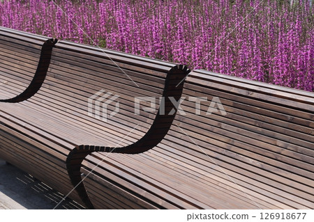 Common sage blooms along park paths, Salvia officinalis. Common sage. Derbennik loosestrife. 126918677