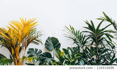 Tropical plants showing lush green and yellow leaves on white background 126918896