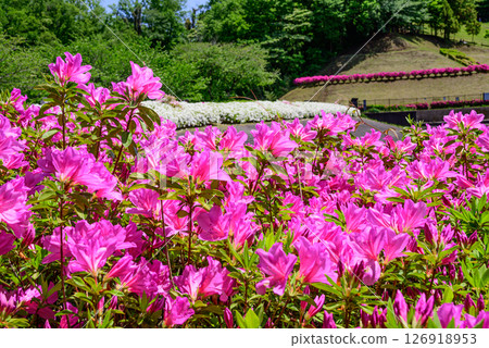 公園杜鵑花盛開的風景 126918953