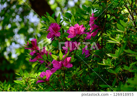 Vibrant purple azaleas bathed in the morning sun 126918955