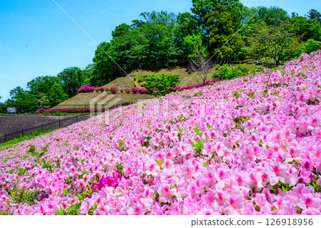 Scenery of azaleas in full bloom at the park 126918956