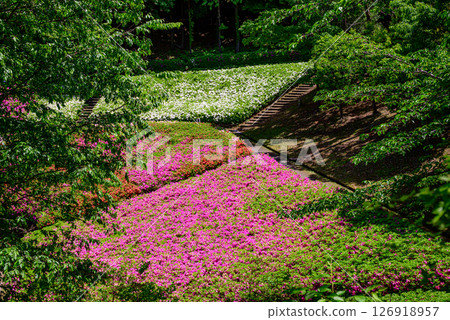 Scenery of azaleas in full bloom at the park 126918957