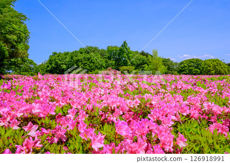 公園杜鵑花盛開的風景 公園杜鵑花盛開的風景 126918991