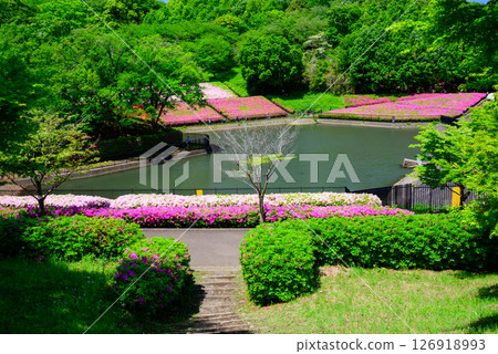 Scenery of azaleas in full bloom at the park Scenery of azaleas in full bloom at the park 126918993