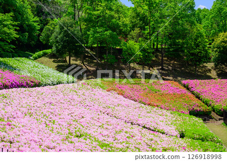 杜鵑花盛開的風景 126918998