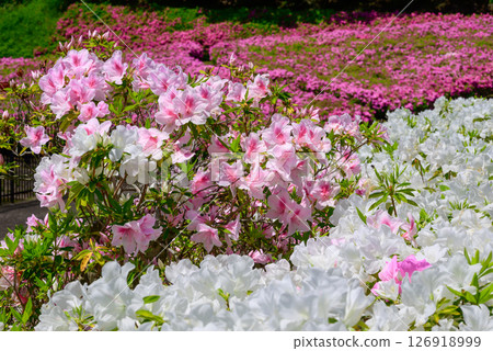 Scenery of azaleas in full bloom at the park 126918999