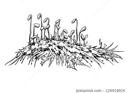 Moss carper patch cushion with sporangium spore capsules on long stalks. Forest floor cover, wetlands marshes undergrowth. Single element botanical bryophyte illustration hand drawn in vector ink. Moss carper patch cushion with sporangium spore capsules on long stalks. Forest floor cover, wetlands marshes undergrowth. Single element botanical bryophyte illustration hand drawn in vector ink. 126919024