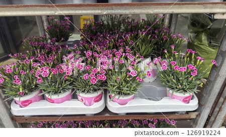 Close up pink carnation grass flowers. Flower seedlings 126919224