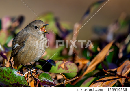 Singing robin, copy space 126919286