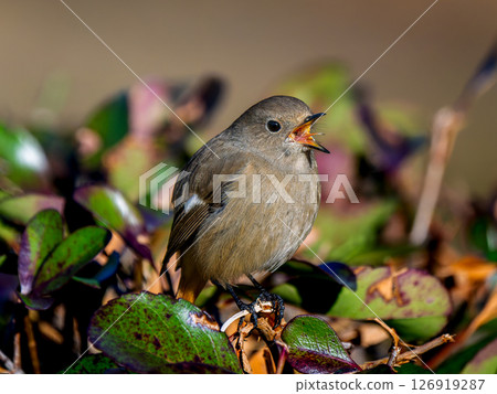 Singing Daurian Redstart 126919287