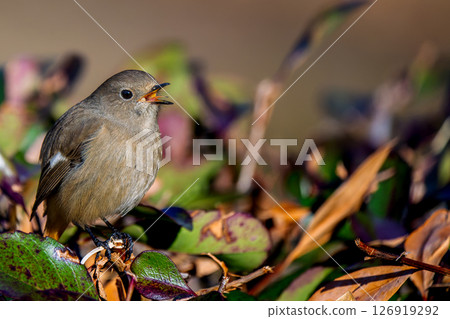 Singing robin, copy space 126919292