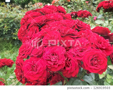 Lava Root in full bloom-1 126919503