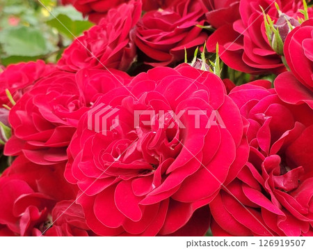 盛開的熔岩根-5 126919507