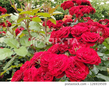 盛開的熔岩根-7 126919509