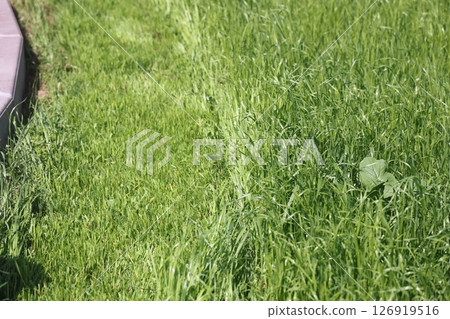 partially cut grass lawn. Part of lawn has been cut and other part was not cut. partially cut grass lawn. Part of lawn has been cut and other part was not cut. 126919516