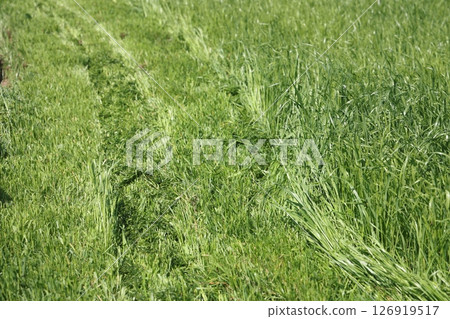 partially cut grass lawn. Part of lawn has been cut and other part was not cut. partially cut grass lawn. Part of lawn has been cut and other part was not cut. 126919517