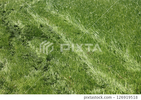 partially cut grass lawn. Part of lawn has been cut and other part was not cut. partially cut grass lawn. Part of lawn has been cut and other part was not cut. 126919518