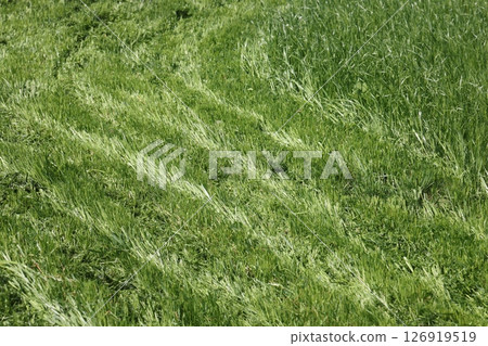 partially cut grass lawn. Part of lawn has been cut and other part was not cut. partially cut grass lawn. Part of lawn has been cut and other part was not cut. 126919519