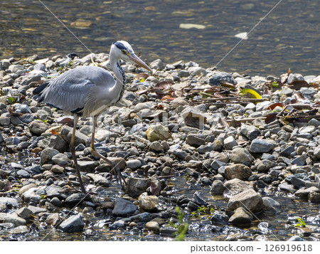 A grey heron searching for food on the riverbank 126919618