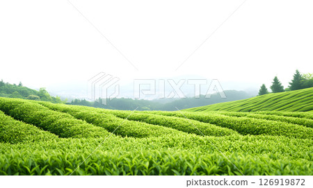茶園的風景 126919872